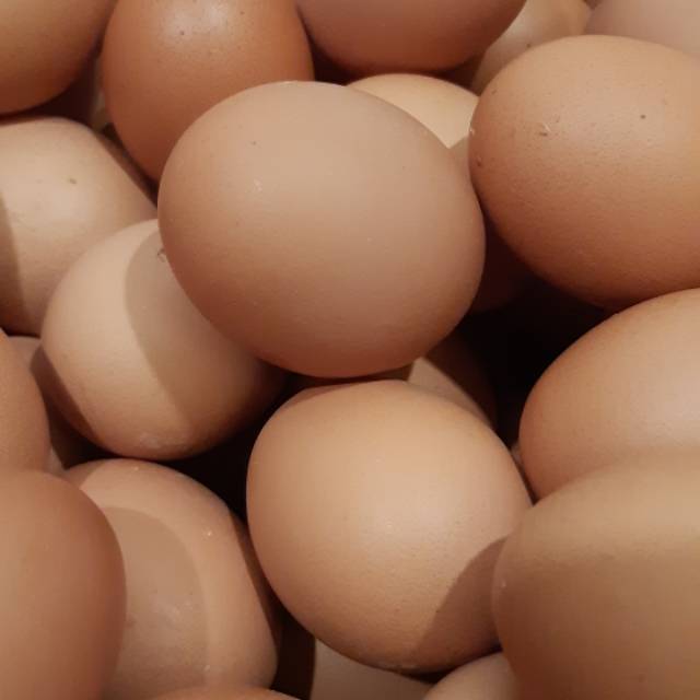 

Telor