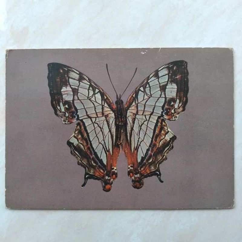 

Kartu Pos Jadul Lawas Gambar Kupu-Kupu 1980 Nederland - Indonesia