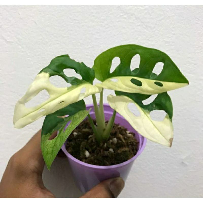 Tanaman hias koleksi monstera janda bolong variegata jepang daun 3-4 - monstera janbol var - janda b