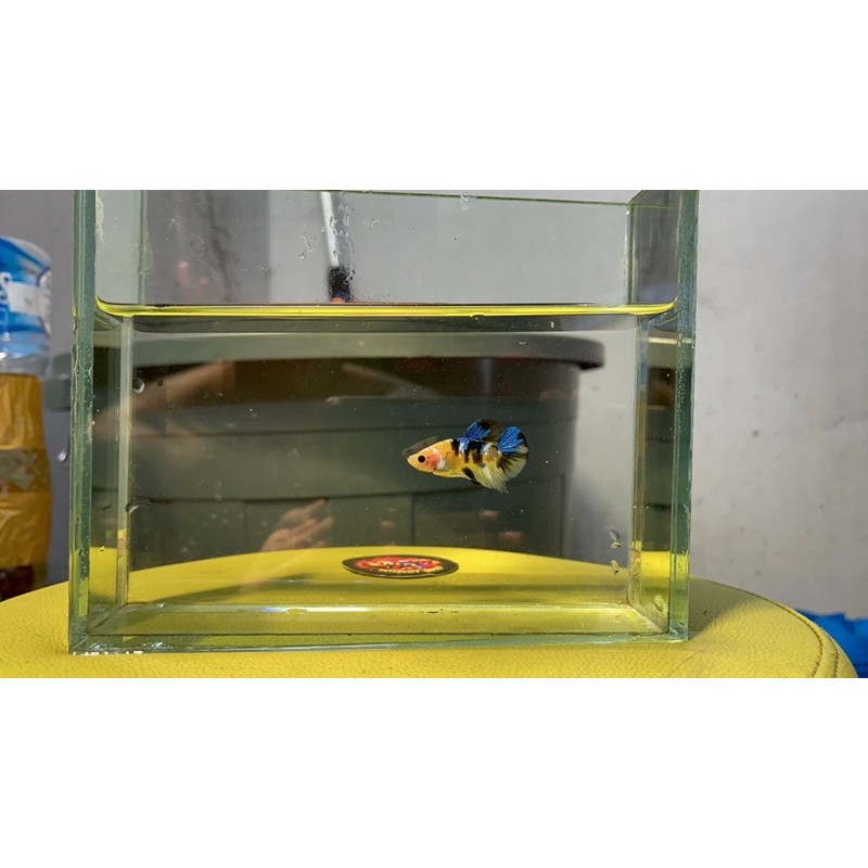 Ikan Cupang Hias Kontes Plakat Yellow Base Banana Male Original Thailand code #03