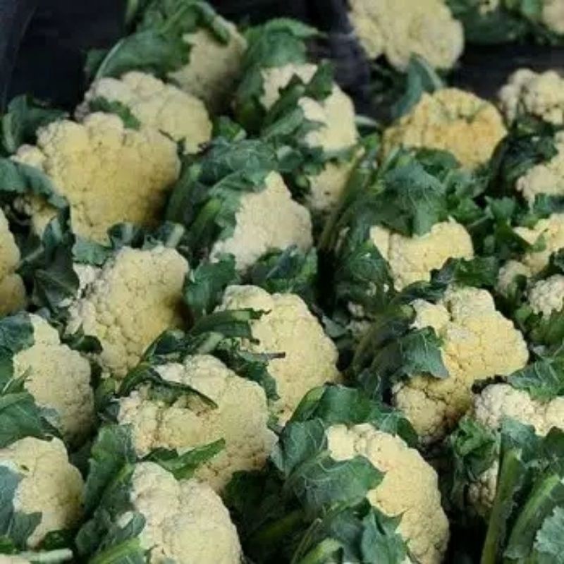 

Kembangkol