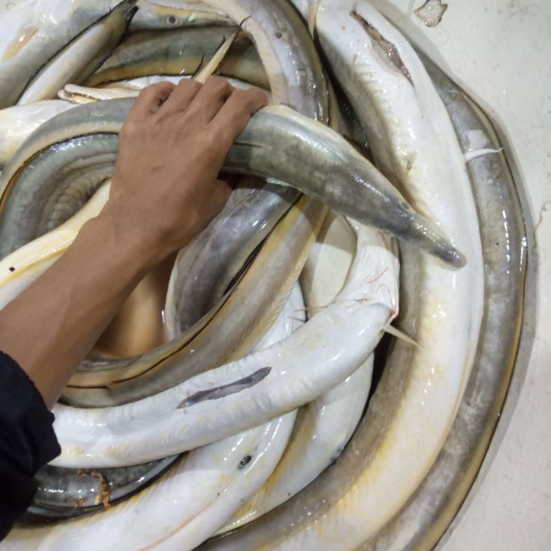 

Ikan Cunang Ikan Remang Ikan Laut Segar Seafood Hasil Laut Segar 1 Kg
