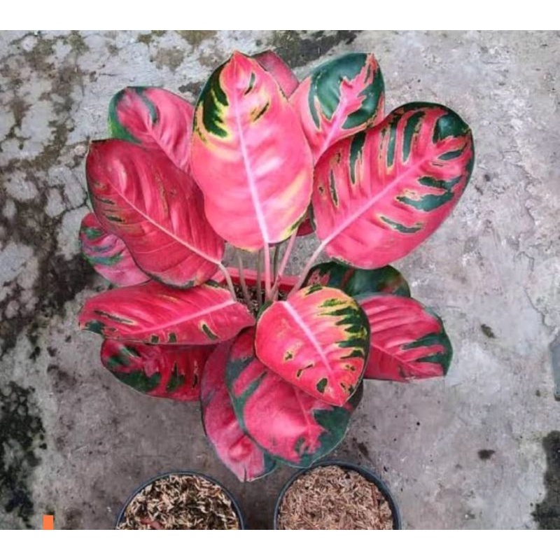 aglonema kochin hello kitty