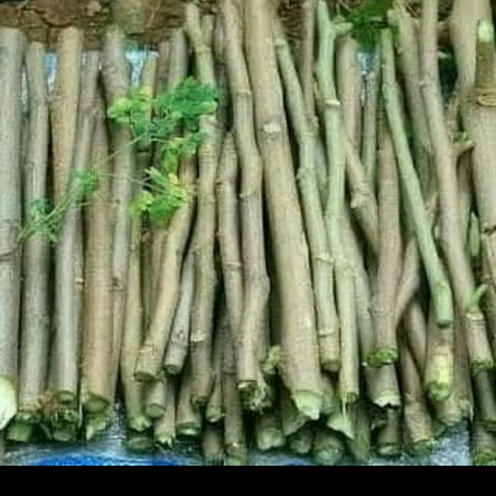 bibit stek kelor/batang kelor