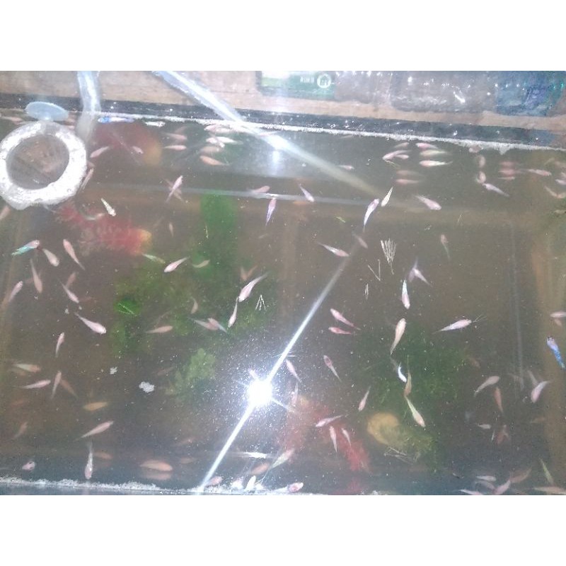 

cendolanIkancupang