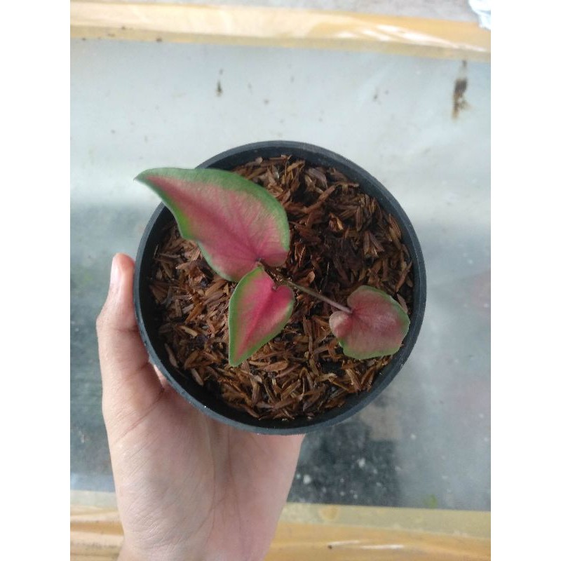 Keladi Caladium Red Stone