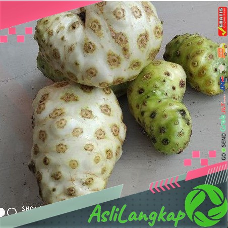 

TERBARU buah mengkudu pace segar