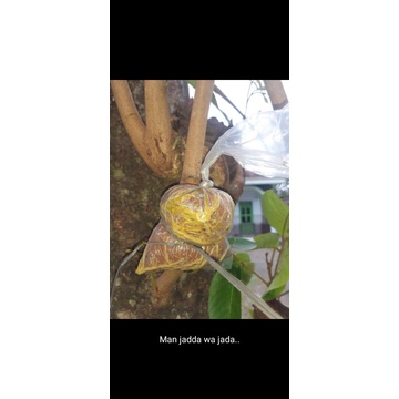 bibit fresh cangkok rambutan rapiah dan Binjai