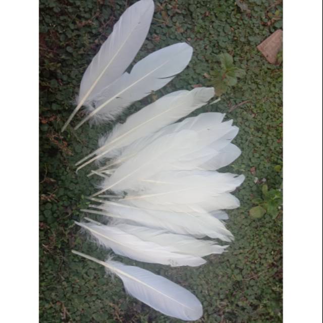 Bulu Angsa warna Putih 50 helai