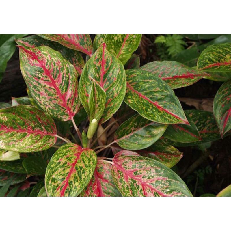 aglonema adelia