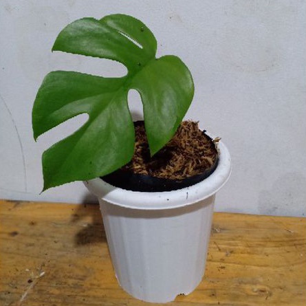 Monstera mini Monstera minima