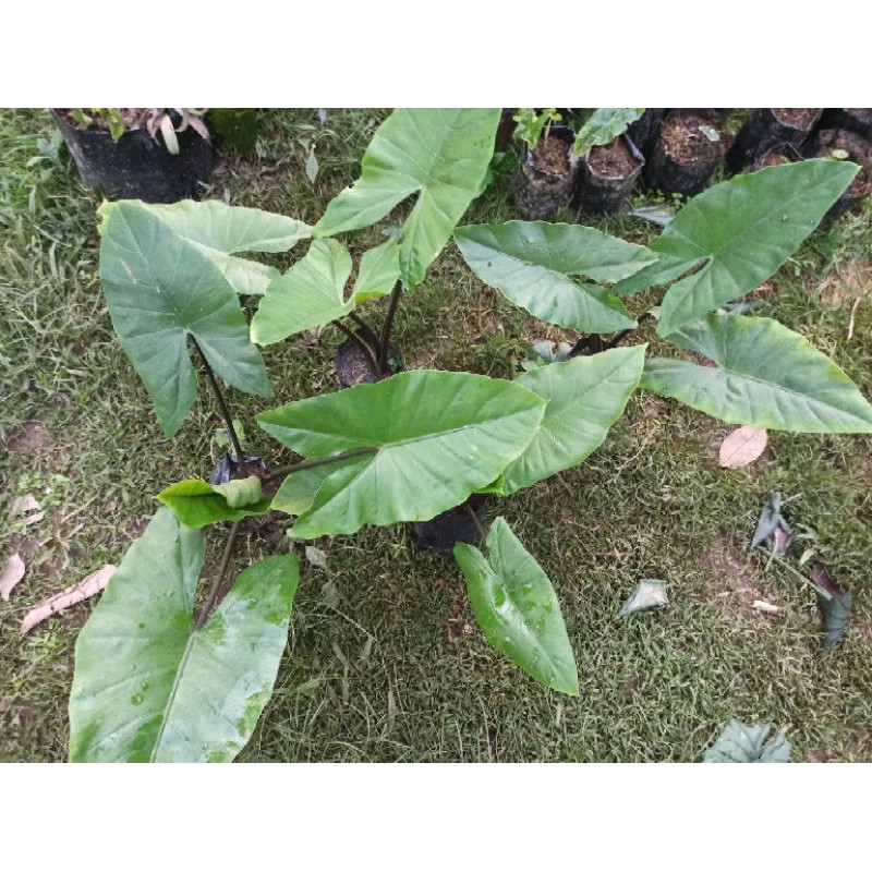 (BISA COD) TANAMAN HIAS KELADI BIRA HITAM RAWATAN ASLI KALIMANTAN