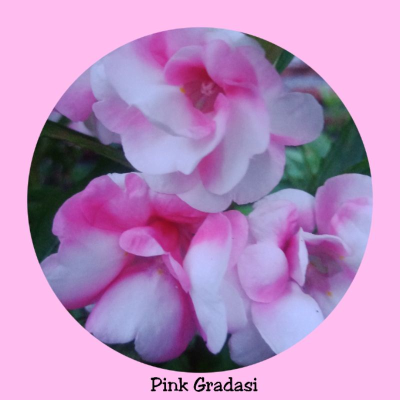 Biji bunga pacar air tumpuk Gradasi pink (Balsamina impatiens)
