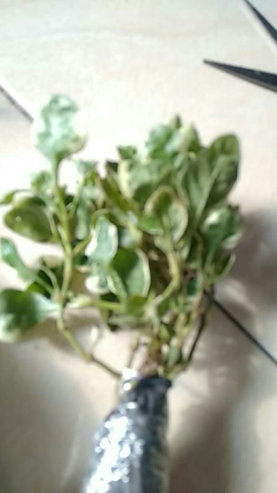 Tanaman Hias Krokot Putih - Kerokot Variegata