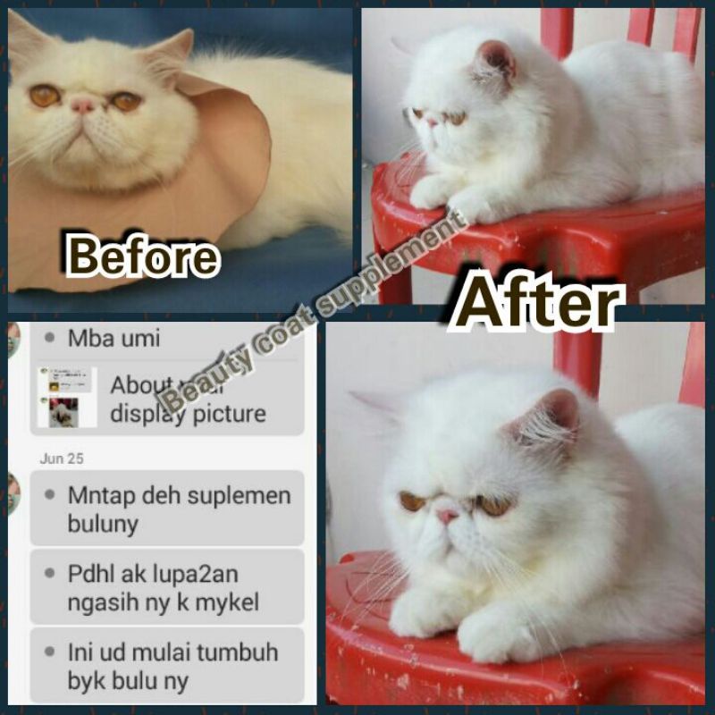 Vitamin Gemuk // Bulu untuk Kucing Terbukti Ampuh