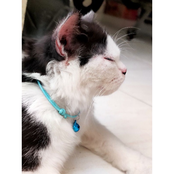 Kalung Kucing Warna polos Tali Korea