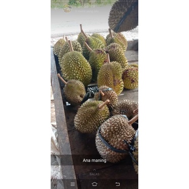

durian