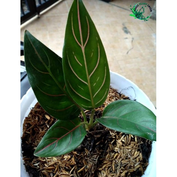 Tanaman Hias Rotundum hijau - Aglonema Rotundum hijau