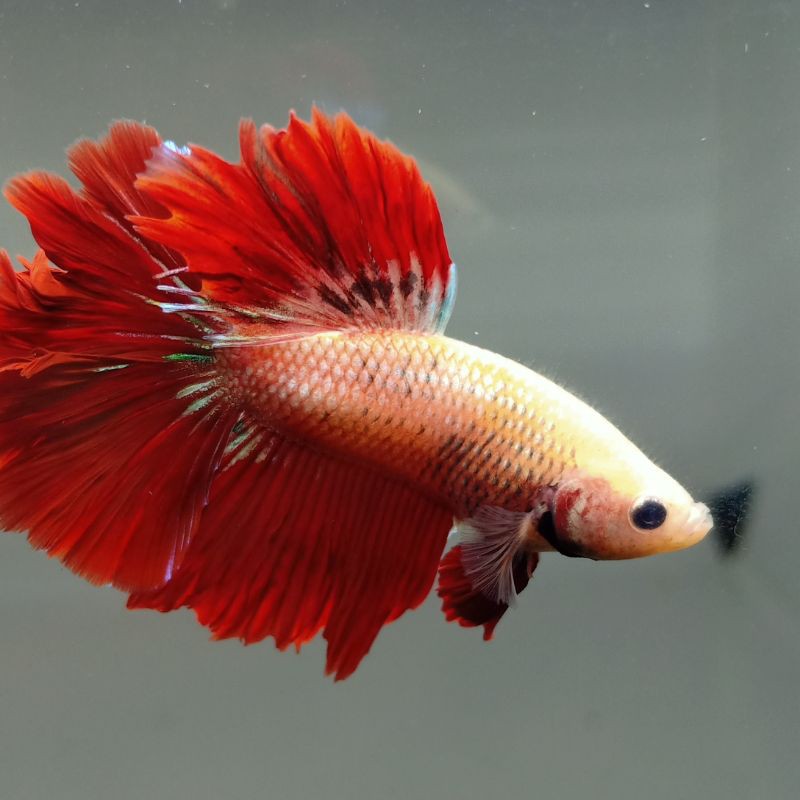 

ikan cupang rosetail cooper red male real pict 100%
