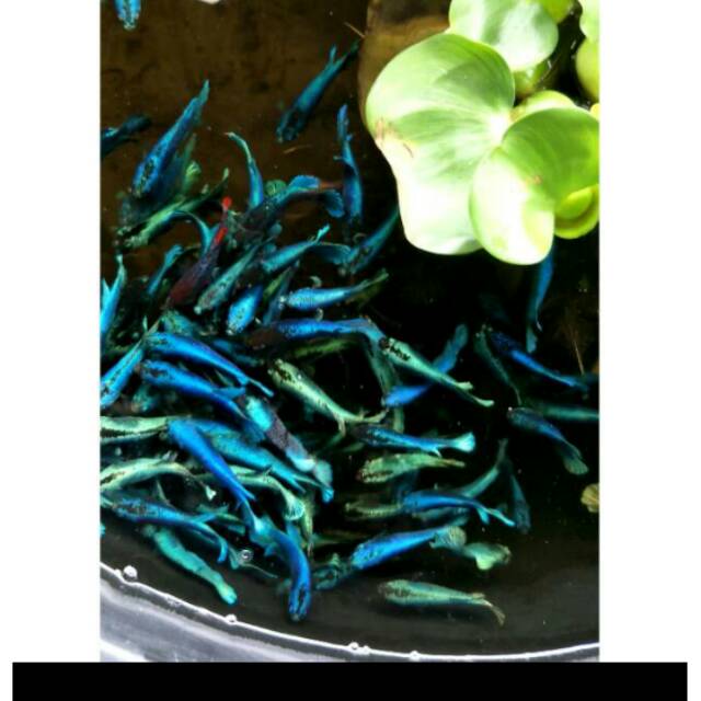 IKAN CUPANG BESGEL AVATAR/BBL PAKET HEMAT 15EKO