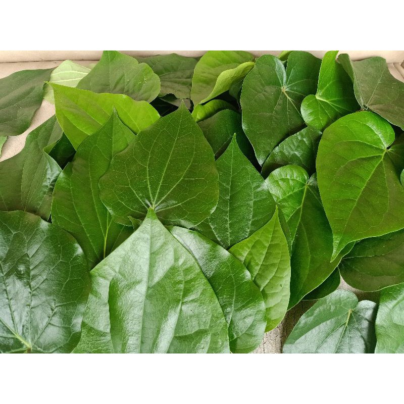 

Daun Sirih Hijau Fresh / Daun Sereuh Hijau