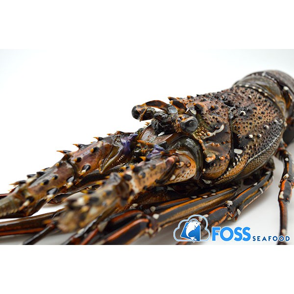 

Foss Seafood Lobster Batik Frozen (beku) size 300gr-500gr