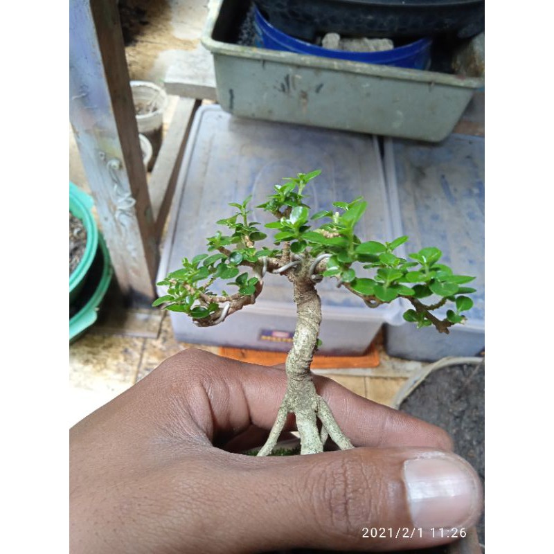 bonsai mame sancang