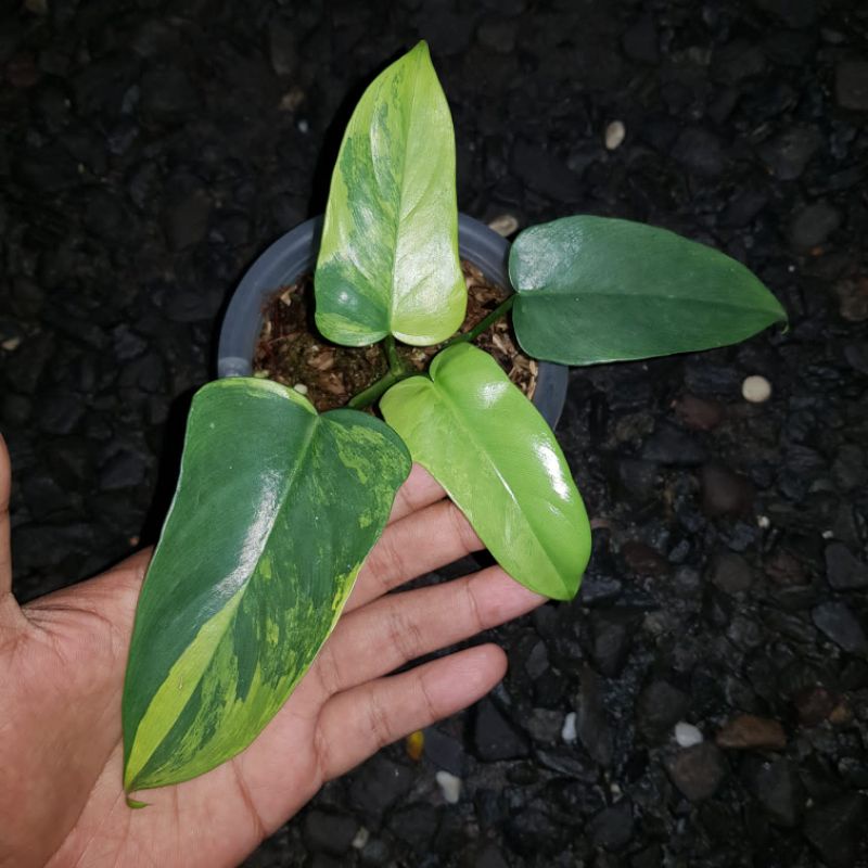 philodendron violin variegata tanaman kode bokul.t / taman