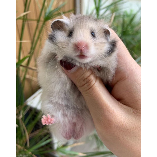 Hamster syrian,winter,roborovsky,camble - kirim sepulau jawa