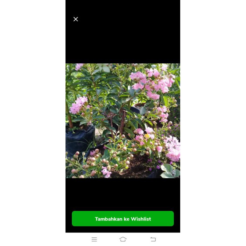 bibit bunga sakura mikro terunggul