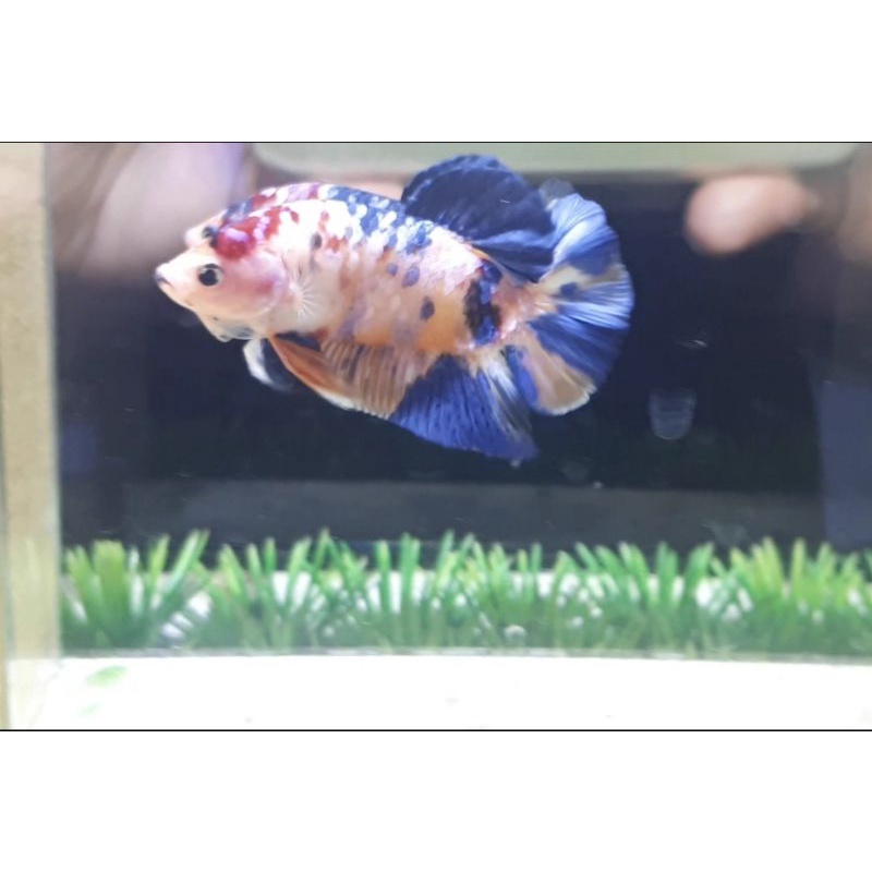 Cupang Multicolour Yellow Base