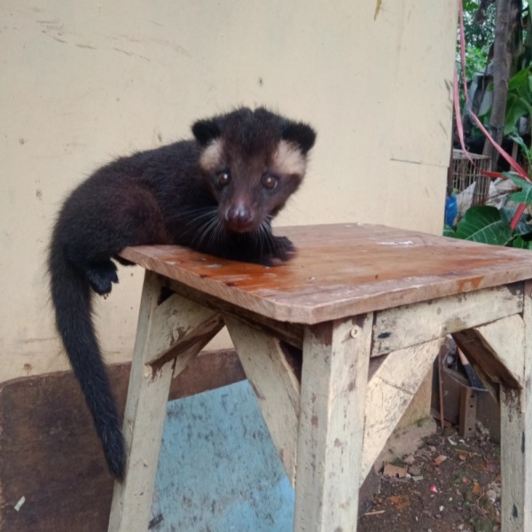 Promo accessories musang bulan non ekput 26SZ2 Murah