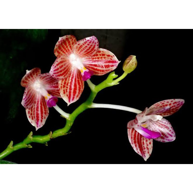 phalaenopsis javanica