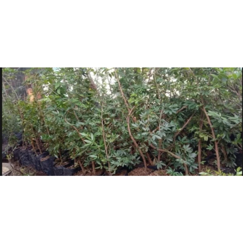 bahan bonsai kaliandra/ surinamensis