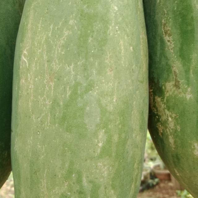 

Buah Pepaya Gandul muda