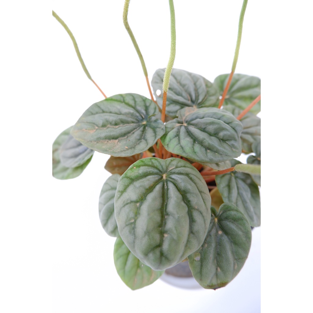 Peperomia Silver - Tanaman Hias