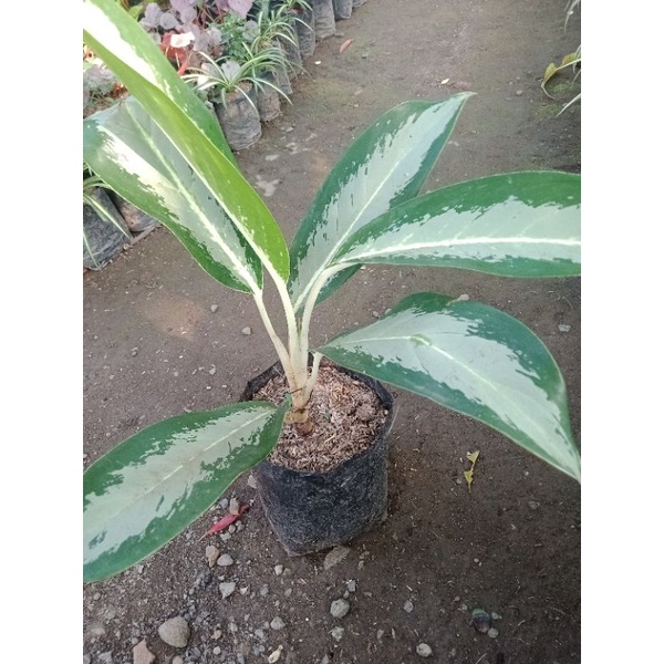 aglonema Sri rejeki blanceng susu silver