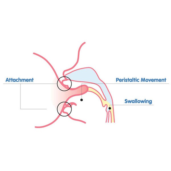 Pigeon SofTouch Peristaltic PLUS Nipple WIDE NECK DOT Blister