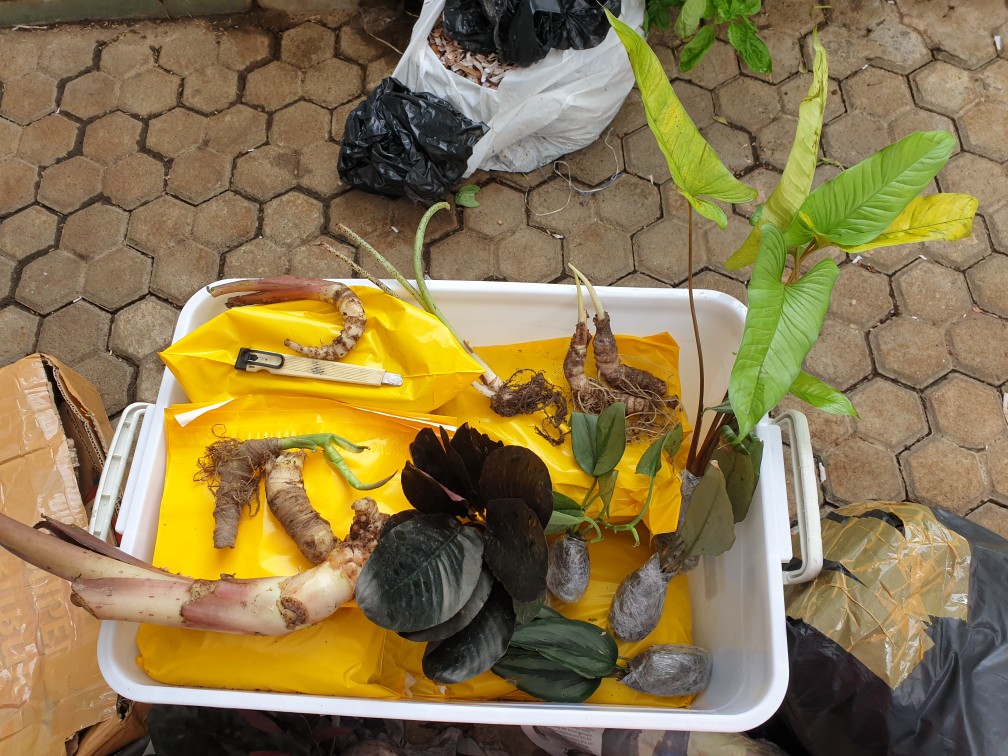 Bonggolan Alocasia Puncak Borneoensis Kalbar,