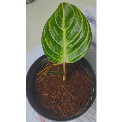 Aglonema Esmeralda golden