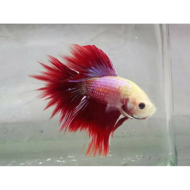 Grosiran Cupang Halfmoon