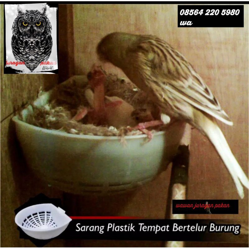 sarang kenari, sarang burung kecil