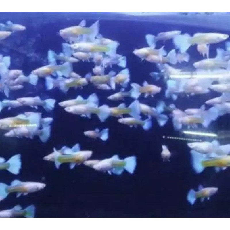 ikan Guppy platinum