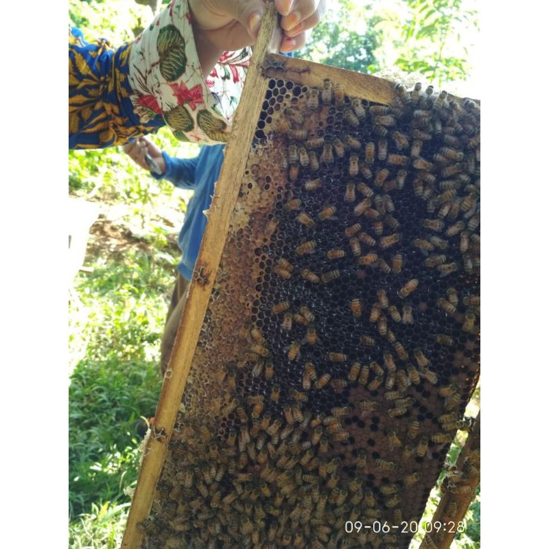 

MADU MURNI ASLI / MUBAROKATAN THOYIBATAN / KEMASAN 1000g