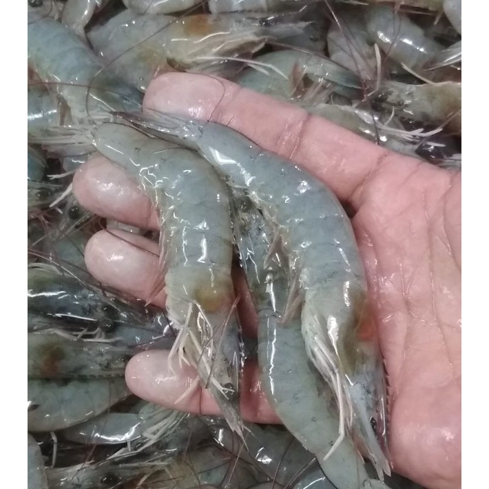 

udang vaname udang segar udang Bandung kemasan plastik 500gr