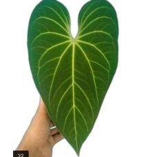 Anthurium kuping gajah magnifikum dark phonik