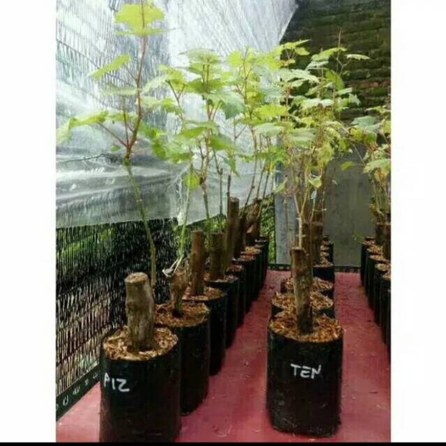 Bibit Anggur Import NINEL Hasil Grafting