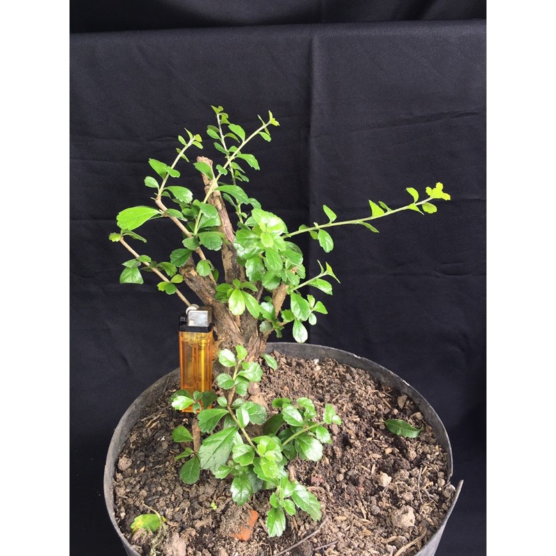 bahan bonsai hokiantea lokal