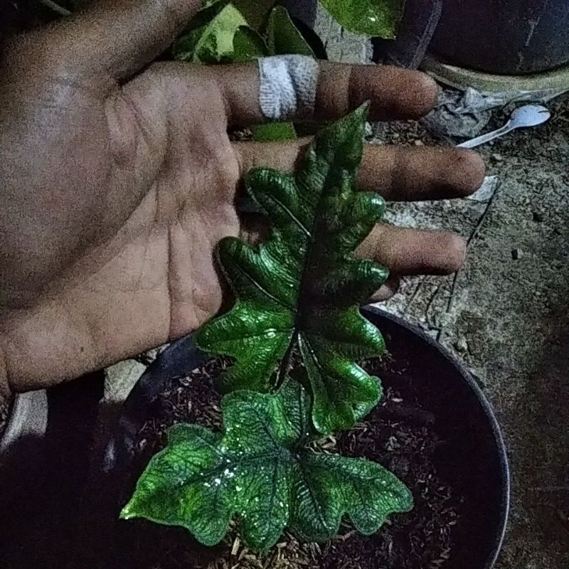 Alocasia Jacklyn