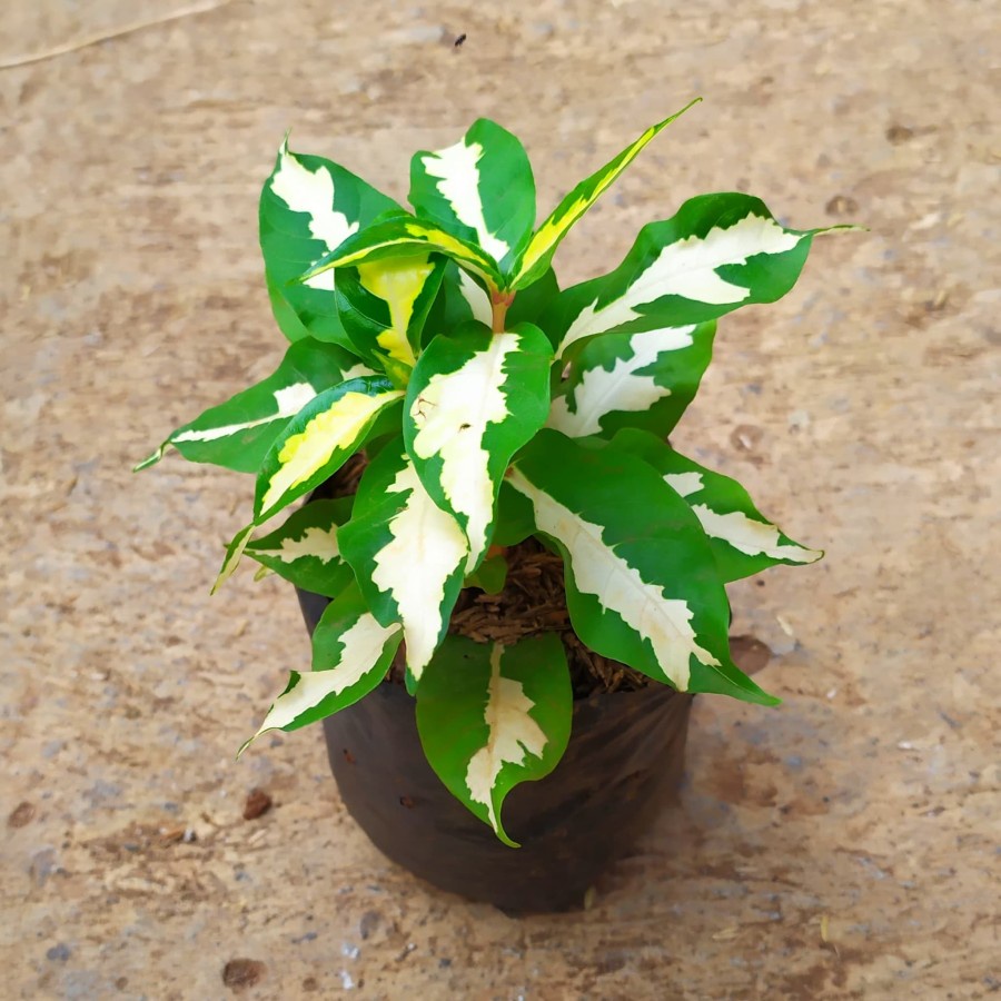 Handeuleum Varigata Caricature Plant (Graptophylum Pictum)
